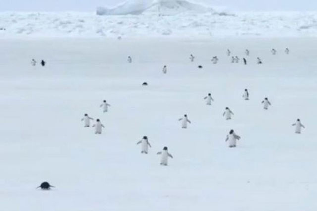 Bật cười trước video tua nhanh chim cánh cụt đi lại lắc lư như lật đật