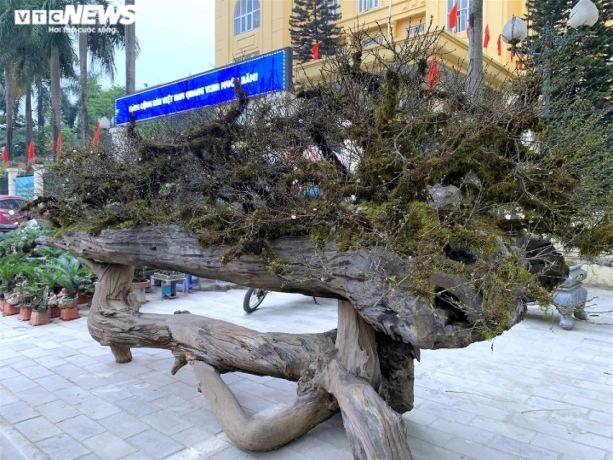 Giữa bạt ngàn hoa, cây cảnh đang được bày bán trên phố Lạc Long Quân (quận Tây Hồ, Hà Nội), có một tác phẩm hoa mai độc đáo được chủ vườn gọi bằng cái tên “Nhất chi mai - quần long quy tụ”.