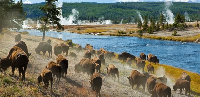 Vườn quốc gia Yellowstone bảo tồn rất nhiều lo&agrave;i động vật. Ảnh: CNN.