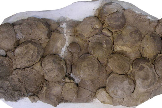 Tổ khủng long 193 triệu năm tuổi chứa trứng với phôi nguyên vẹn vừa được phát hiện ở Argentina