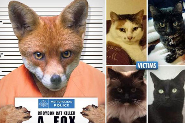 Bí ẩn "kẻ giết mèo" gây náo động London - "kẻ" giết hàng trăm con mèo khắp London vừa được xác định