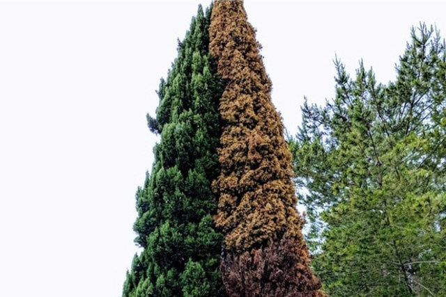 Loạt ảnh cho thấy sự khác biệt đầy thú vị của khoa học và thực tế