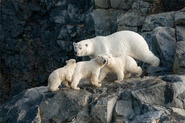 Gấu trắng Bắc Cực ở biển Chukotka. Ảnh: Dmitry Kokh.
