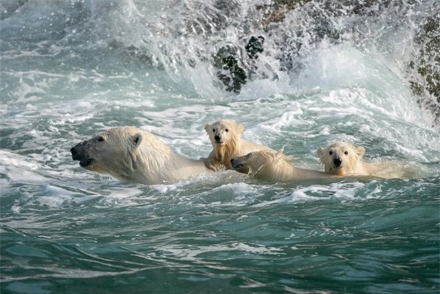 Gấu trắng Bắc Cực ở biển Chukotka. Ảnh: Dmitry Kokh.