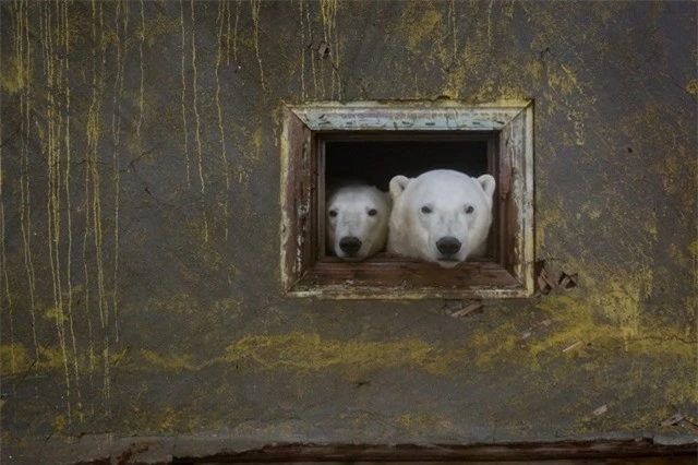 Gấu trắng Bắc Cực tại trạm kh&iacute; tượng bỏ hoang tr&ecirc;n đảo Kolyuchin ở biển Chukotka. Ảnh: Dmitry Kokh.