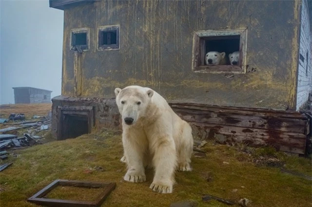 Gấu trắng Bắc Cực tại trạm kh&iacute; tượng bỏ hoang tr&ecirc;n đảo Kolyuchin ở biển Chukotka. Ảnh: Dmitry Kokh.