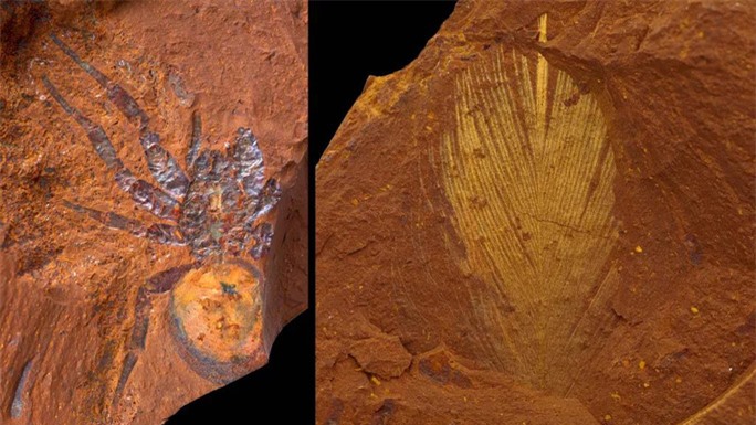 Hàng ngàn sinh vật 16 triệu tuổi nguyên vẹn trong đá Sao Hỏa - Ảnh 1.