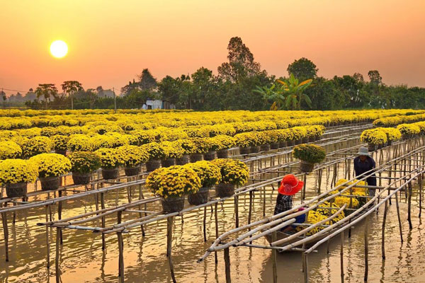 Hoa Tết 'hồi hộp' đầu ra