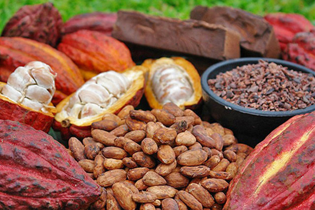 5 lợi ích không ngờ của ca cao