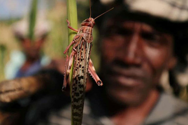 Biến đổi khí hậu đang làm lệch cân bằng hệ sinh thái côn trùng như thế nào?