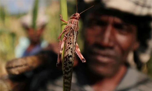 Ch&acirc;u chấu tr&ecirc;n những c&aacute;nh đồng l&uacute;a ở v&ugrave;ng Amhara, Ethiopia v&agrave;o th&aacute;ng 10/2020. Ảnh: Tiksa Negeri / Reuters.