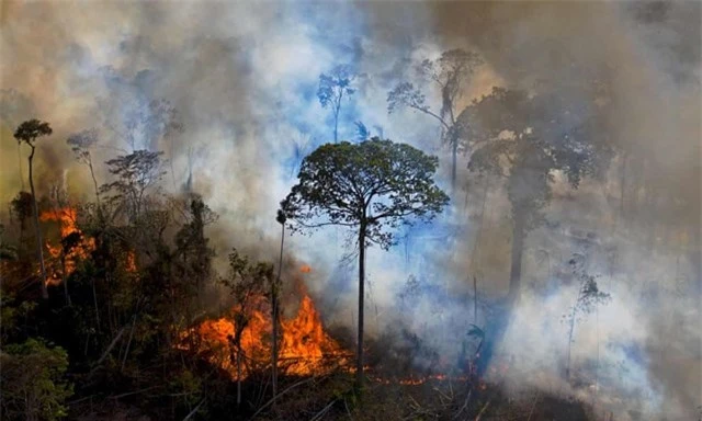 Một đ&aacute;m ch&aacute;y ở rừng nhiệt đới Amazon thuộc bang Para, Brazil v&agrave;o th&aacute;ng 8/2020. Hạn h&aacute;n v&agrave; ch&aacute;y rừng đang g&acirc;y ra sự suy giảm d&acirc;n số bọ ph&acirc;n trong rừng. Ảnh: Carl de Souza / AFP / Getty Images.