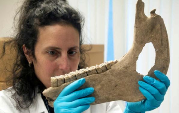 Ngựa chiến thời trung cổ có kích thước chỉ bằng ngựa lùn hiện đại