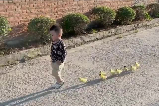 Cưng muốn xỉu anh ''bảo mẫu'' chăm sóc cả đàn vịt con cực siêu, "cân" tất việc ăn, ngủ đến đi chơi của 8 chú vịt