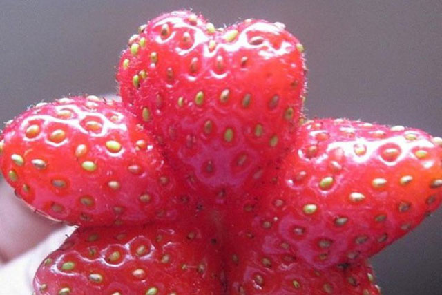 Những lần dân mạng vỡ oà khi phát hiện những loại đồ ăn hình thù độc lạ, bàn tay “mẹ thiên nhiên” quả là thần thánh!