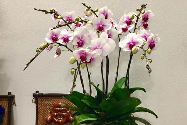 6 loại cây để bàn như "nam châm hút tiền" cho năm mới, gia chủ muốn tài lộc nhất định phải sắm về