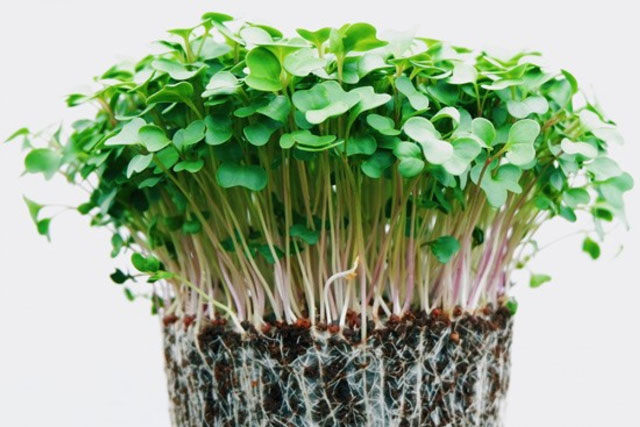 Tại sao bạn nên ăn rau mầm thường xuyên?