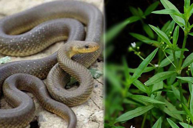 3 loại cây trồng rắn 'mê như điếu đổ', muốn cả nhà bình an nên dẹp ngay