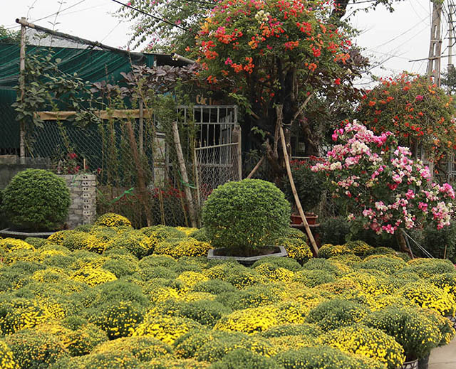 Thành phố Vinh ngập sắc hoa đón Tết Nguyên đán 2022