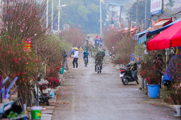 Cận Tết, đào quất giảm giá vẫn vắng người mua