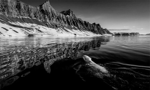 Một ch&uacute; gấu -&nbsp;Cuộc sống biển của Greenland. Ảnh: Carsten Egevang.