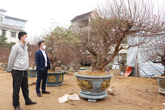 Khách đang xem, thương lượng giá cây đào cổ thụ ở nhà vườn của chị Kiều