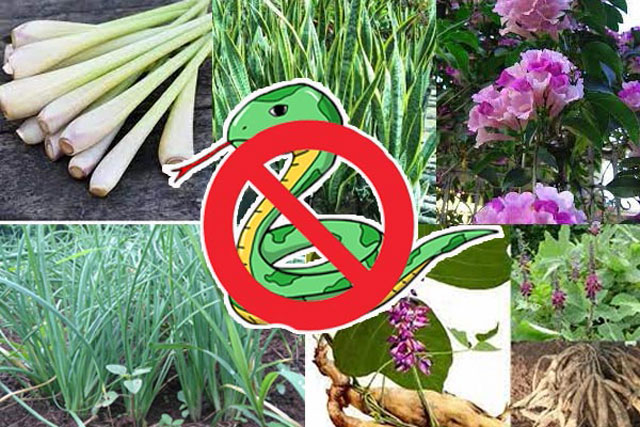 4 loài cây trồng trong vườn nhà: Rắn và các côn trùng khác chạy xa, "một đi không trở lại"