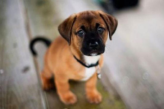 5 loài vật con cưng Thần Tài, vô tình gặp được bạn sắp trúng sổ đổi đời, hỷ tín tìm tới tận cửa