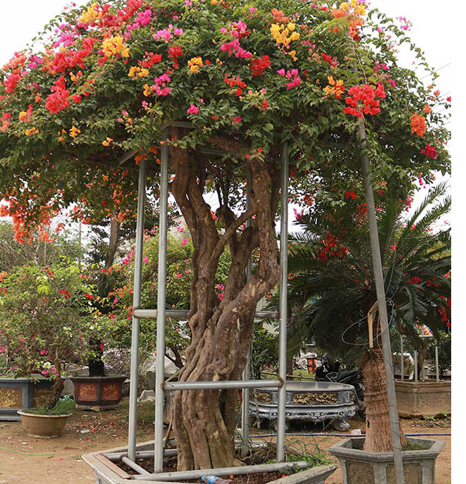 Cây hoa giấy ngũ sắc được nhà vườn định giá 50 triệu thu hút khách hỏi mua.