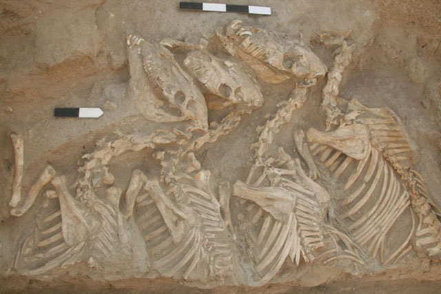 Phát hiện "Kunga" 4.500 tuổi, "quái vật" đầu tiên lai giữa 2 loài khác nhau