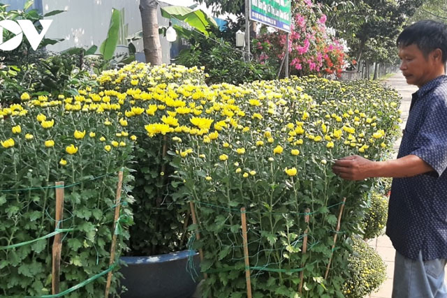 Lượng hoa tết tại chợ giảm, nhiều người chuộng lên mạng mua hoa