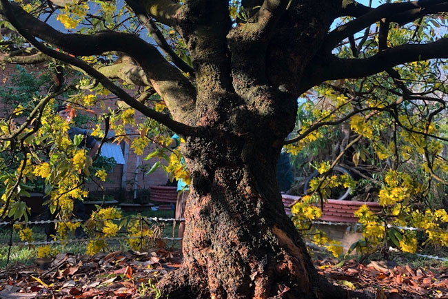 Mai cổ thụ “Tiên lão giáng trần” sẽ tham dự triển lãm Hội hoa xuân Tết Nhâm Dần 2022