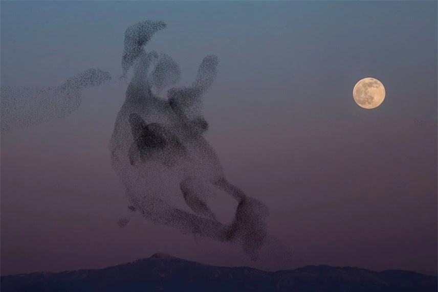 Khung cảnh đ&agrave;n chim s&aacute;o đ&aacute; bay lượn tr&ecirc;n bầu trời khi Trăng tr&ograve;n mọc ở Rome, Italy. Ảnh: Alessandra Benedetti / Corbis / Getty Images.