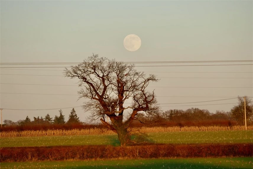 Mặt Trăng xuất hiện tr&ecirc;n bầu trời m&agrave;u hồng sẫm đầy thơ mộng khi ho&agrave;ng h&ocirc;n dần bu&ocirc;ng xuống tại v&ugrave;ng n&ocirc;ng th&ocirc;n ở Dunsden, Oxfordshire, Anh. Ảnh: Geoffrey Swaine / Rex / Shutterstock.