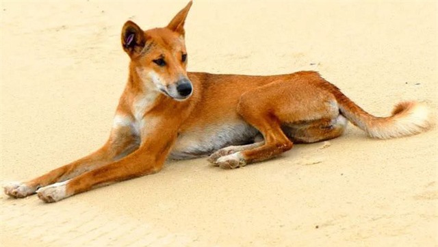 Dingo - Loài động vật kiên cường nhất trong thiên nhiên hoang dã của Châu Úc! - Ảnh 1.