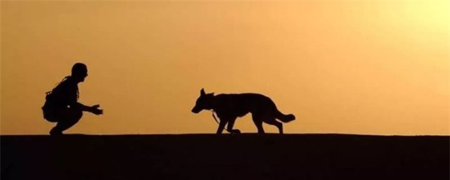 Dingo - Loài động vật kiên cường nhất trong thiên nhiên hoang dã của Châu Úc! - Ảnh 10.