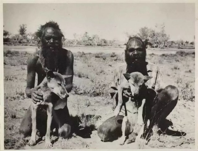 Dingo - Loài động vật kiên cường nhất trong thiên nhiên hoang dã của Châu Úc! - Ảnh 5.