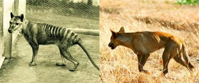 Dingo - Loài động vật kiên cường nhất trong thiên nhiên hoang dã của Châu Úc! - Ảnh 6.