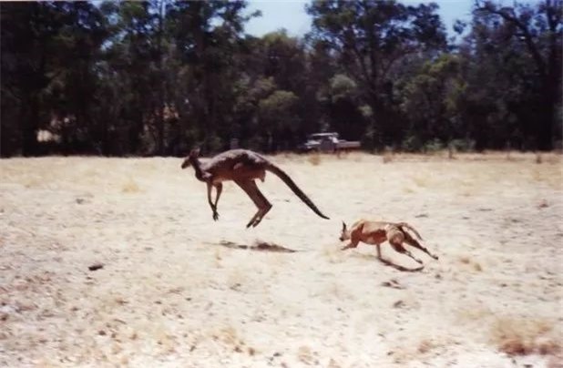 Dingo - Loài động vật kiên cường nhất trong thiên nhiên hoang dã của Châu Úc! - Ảnh 8.