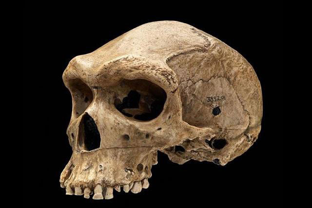 Bí ẩn đầu lâu thời tiền sử thủng lỗ giống bị đạn bắn khiến giới khoa học hoang mang