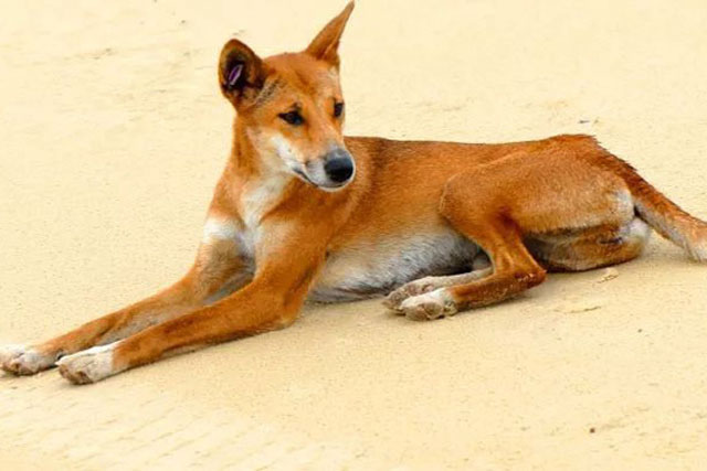 Dingo - Loài động vật kiên cường nhất trong thiên nhiên hoang dã của Châu Úc!