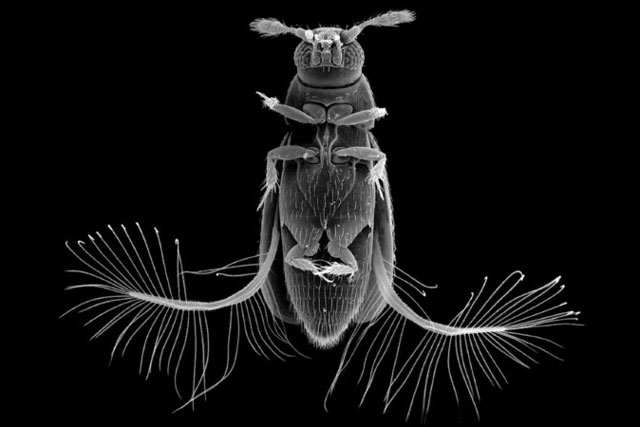 Cơ chế bay của bọ cánh cứng