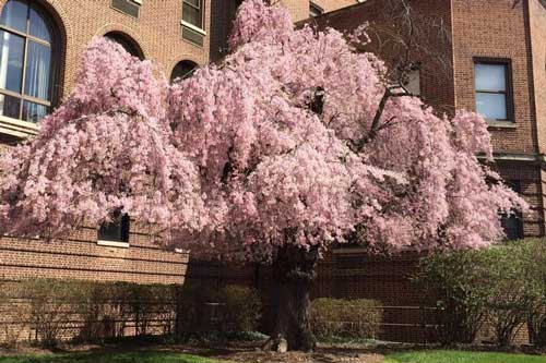Chiêm ngưỡng cây anh đào của trùm mafia Al Capone