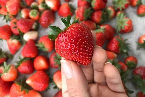 10 thực phẩm nhiều vitamin C hơn cam, ăn để tăng đề kháng cho những ngày 'xung quanh toàn virus'