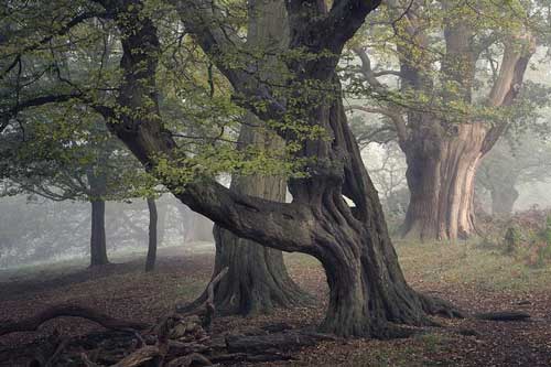 Những cánh rừng cổ đại huyền ảo ở Anh