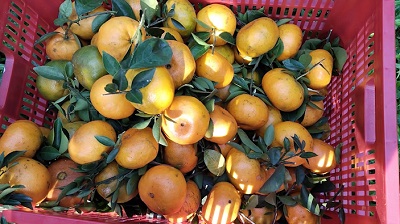 Quýt hồng Lai Vung vào mùa thu hoạch rộ       