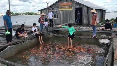 Du khách thích thú khi đến tham quan bè nuôi các của ông Bảy Bon.