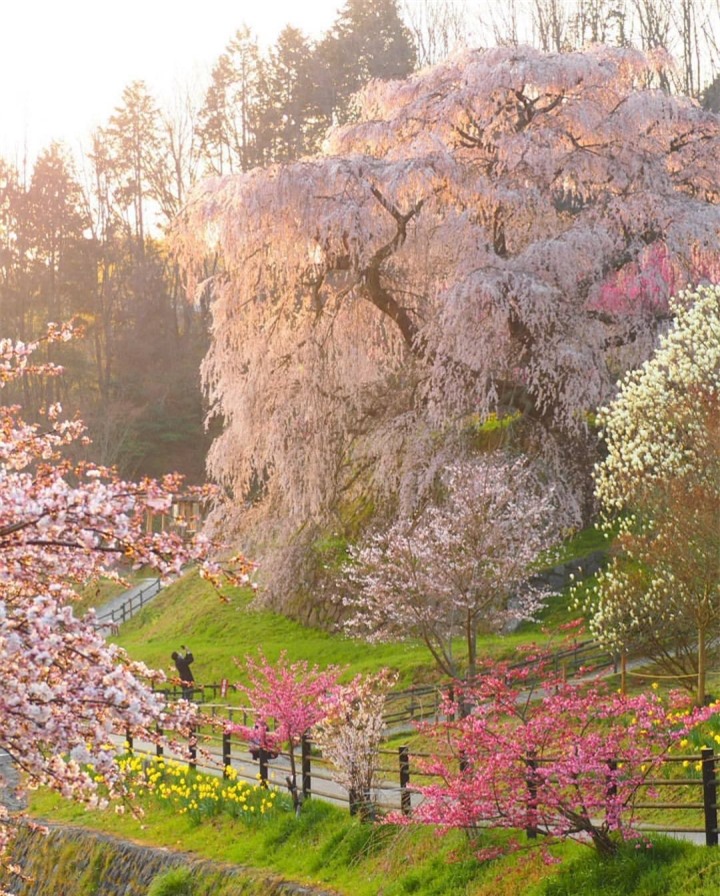 Cây hoa anh đào ‘nhỏ lệ’ ở Nhật cuốn hút bởi sự thơ mộng như bước ra từ tranh vẽ - 1