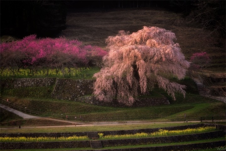 Cây hoa anh đào ‘nhỏ lệ’ ở Nhật cuốn hút bởi sự thơ mộng như bước ra từ tranh vẽ - 10