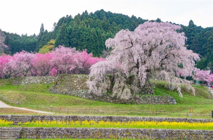 Cây hoa anh đào ‘nhỏ lệ’ ở Nhật cuốn hút bởi sự thơ mộng như bước ra từ tranh vẽ - 2